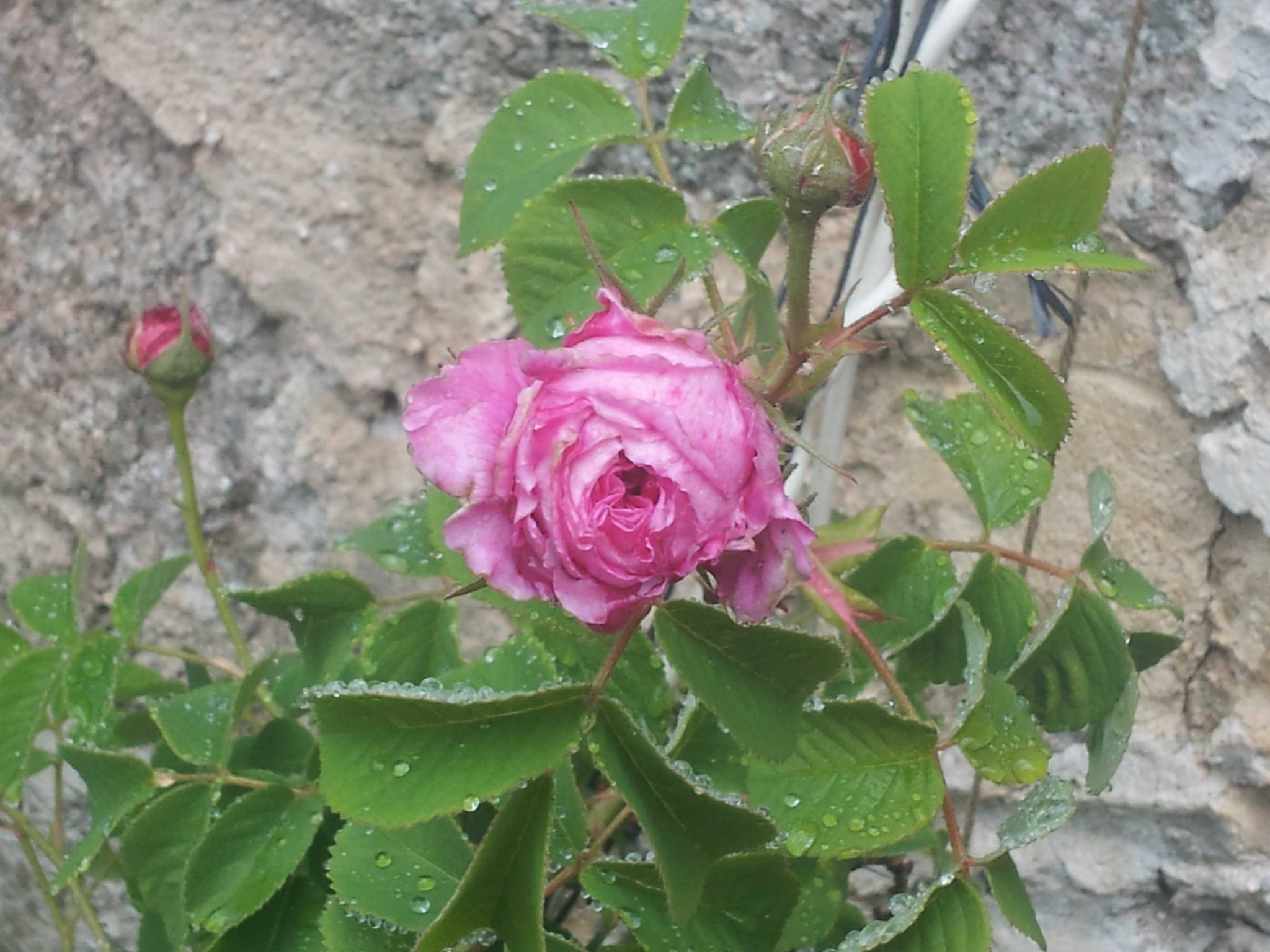 damask-rose.jpg