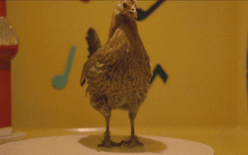Dancing Chicken.gif