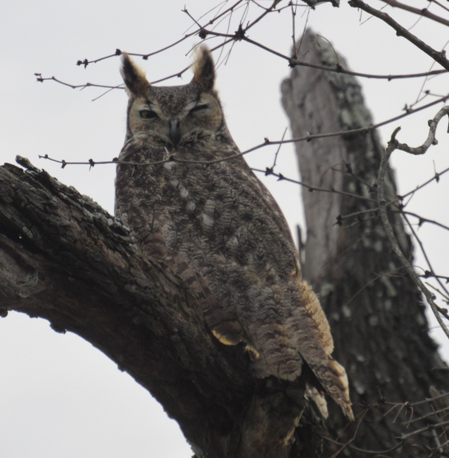 Dawn horned owl.jpg