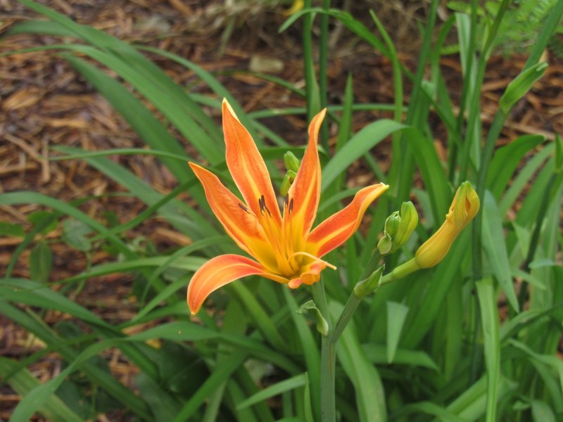 Day lily in bloom.jpg