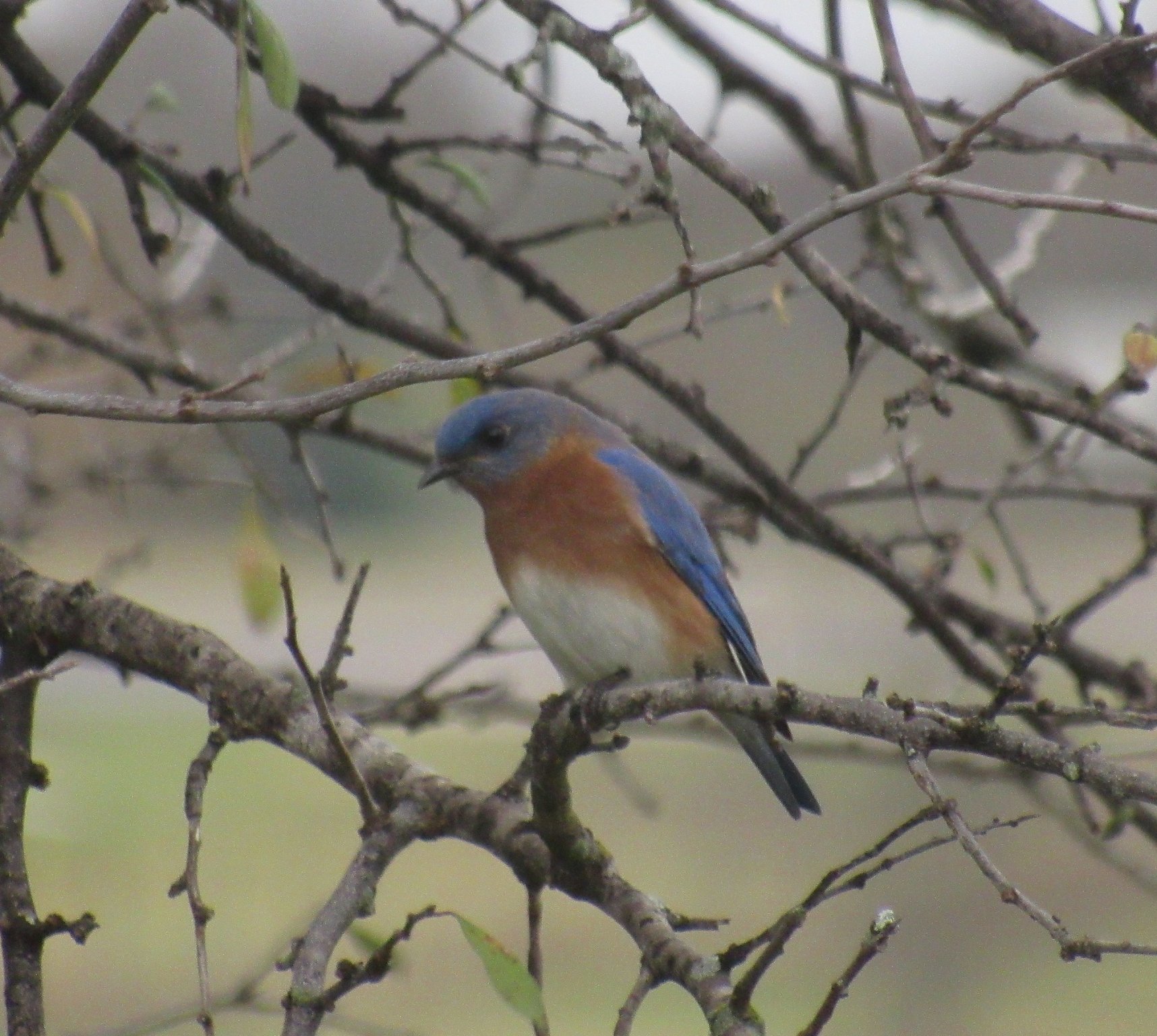 December bluebird.jpg
