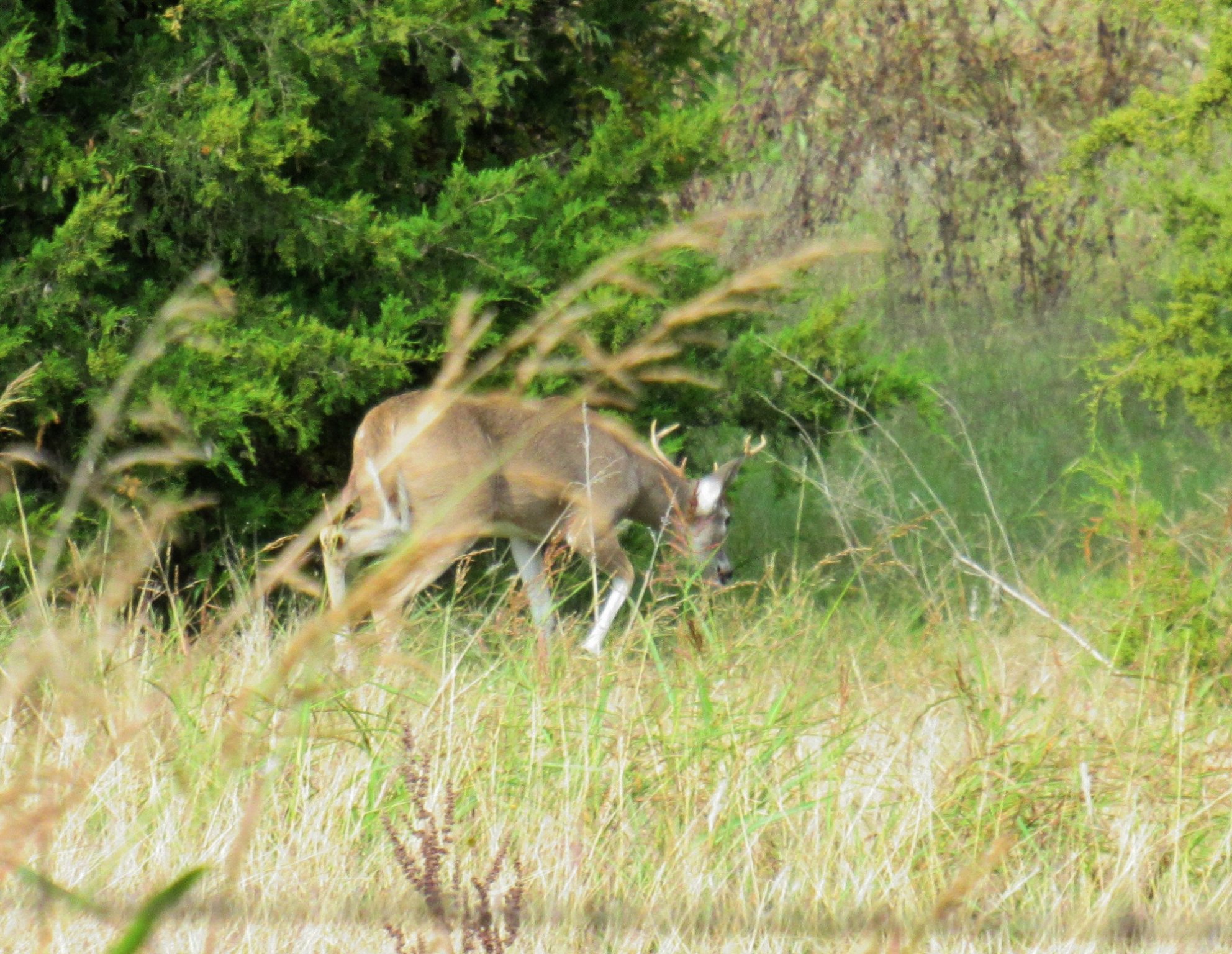 Deer a.jpg