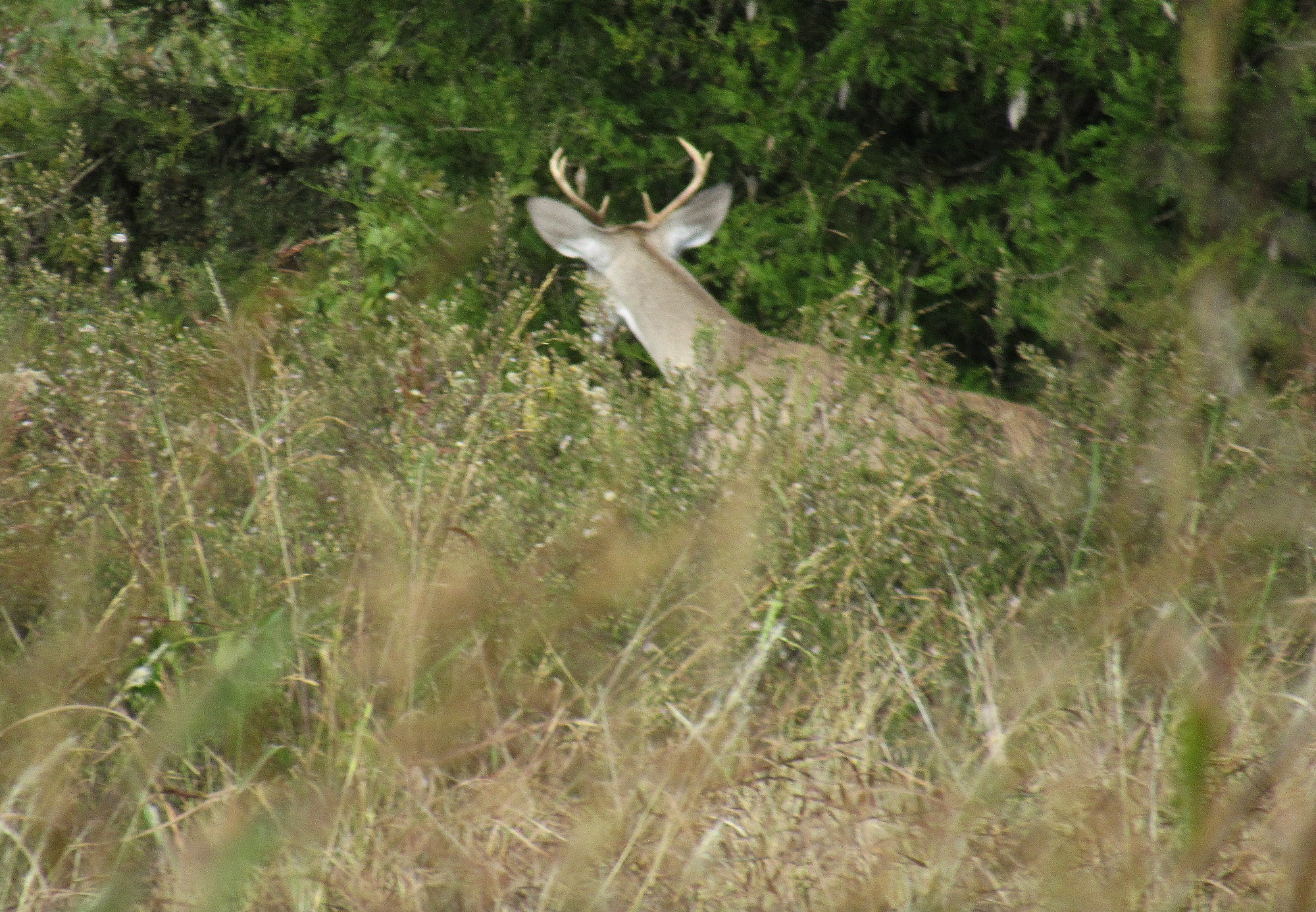 Deer b.jpg