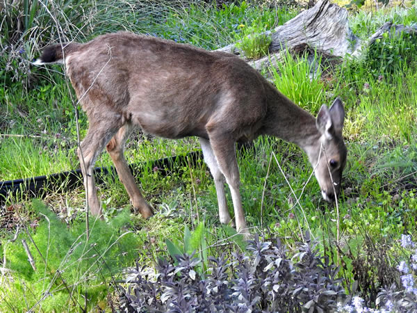 deer.jpg