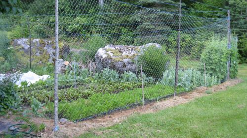 deer proofing upper veggie.JPG