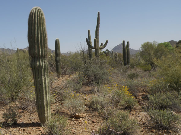 desert scene (2).JPG