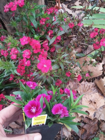 dianthus.jpg