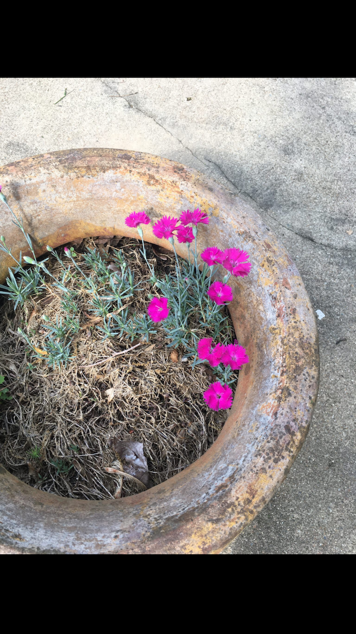 dianthus.PNG