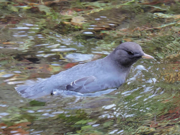 dipper.jpg
