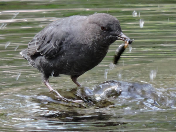 dipper.jpg