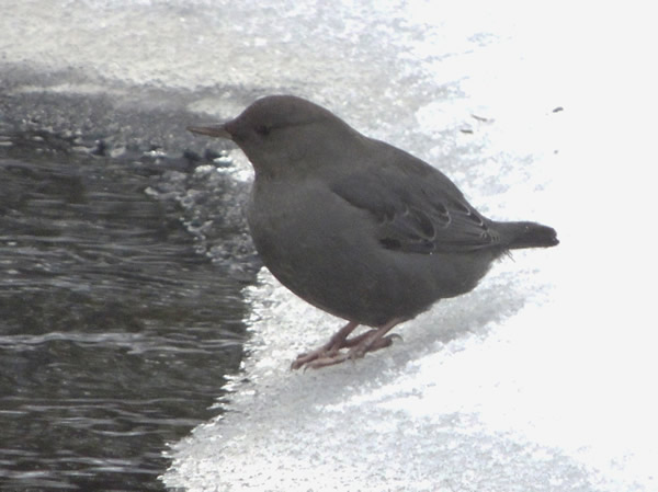 dipper1.jpg