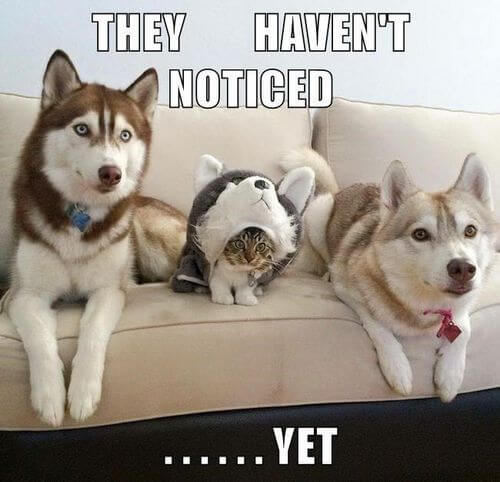 dog-and-cat-memes-35-2126815128.jpg