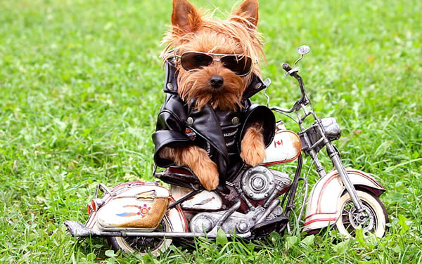 dog-bike.jpg