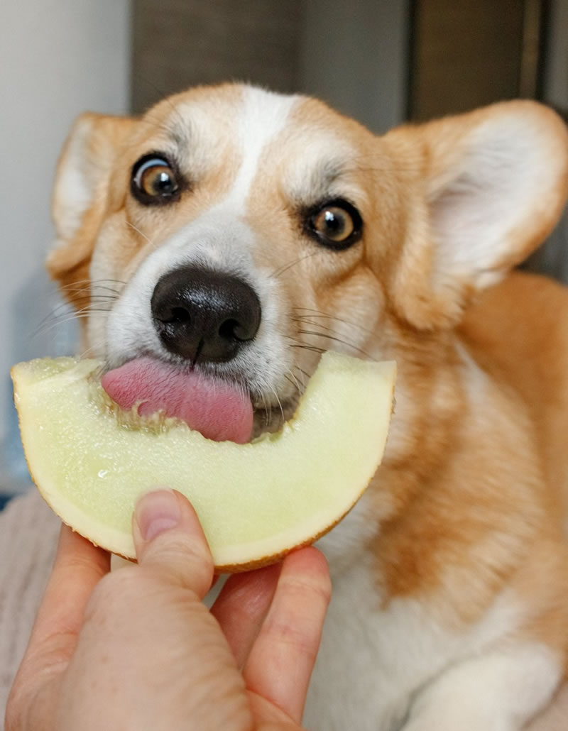 dog-fruit.jpg