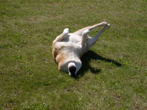 dog.jpg