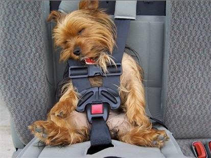 dog.jpg
