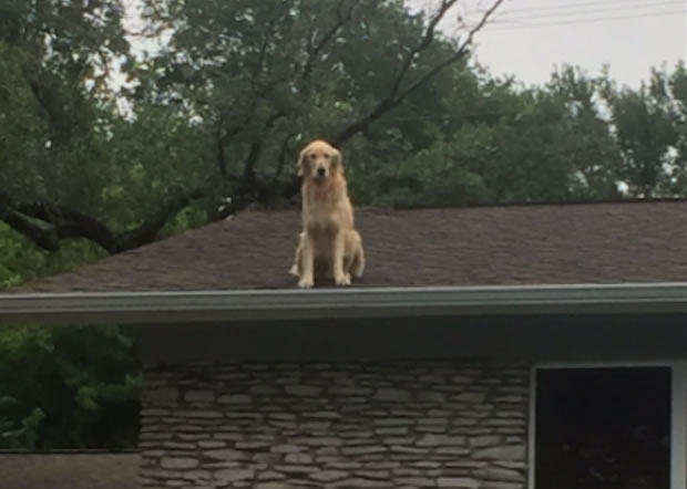 dog-roof.jpg