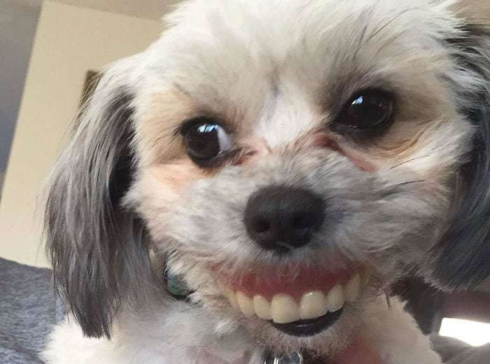 dog-teeth.jpg