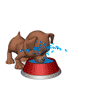 dog_drinking_messy_sm_nwm.gif