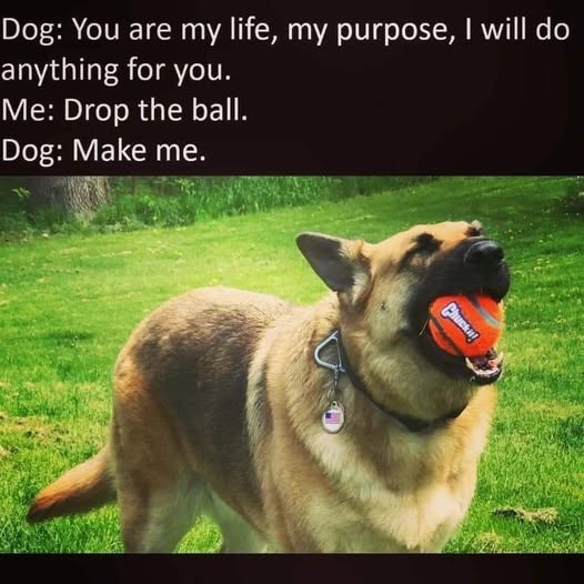 dogball.jpg