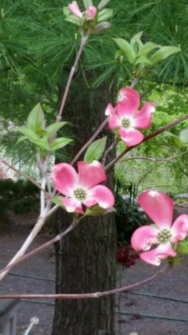 dogwood.jpg