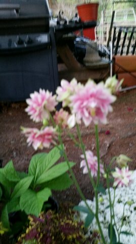 doublee columbine.jpg
