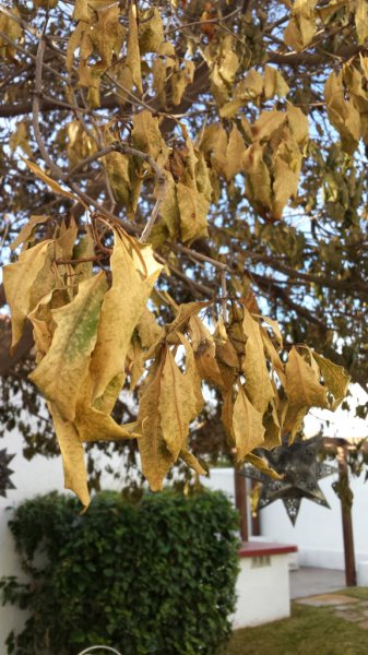 Dried leaves.jpg