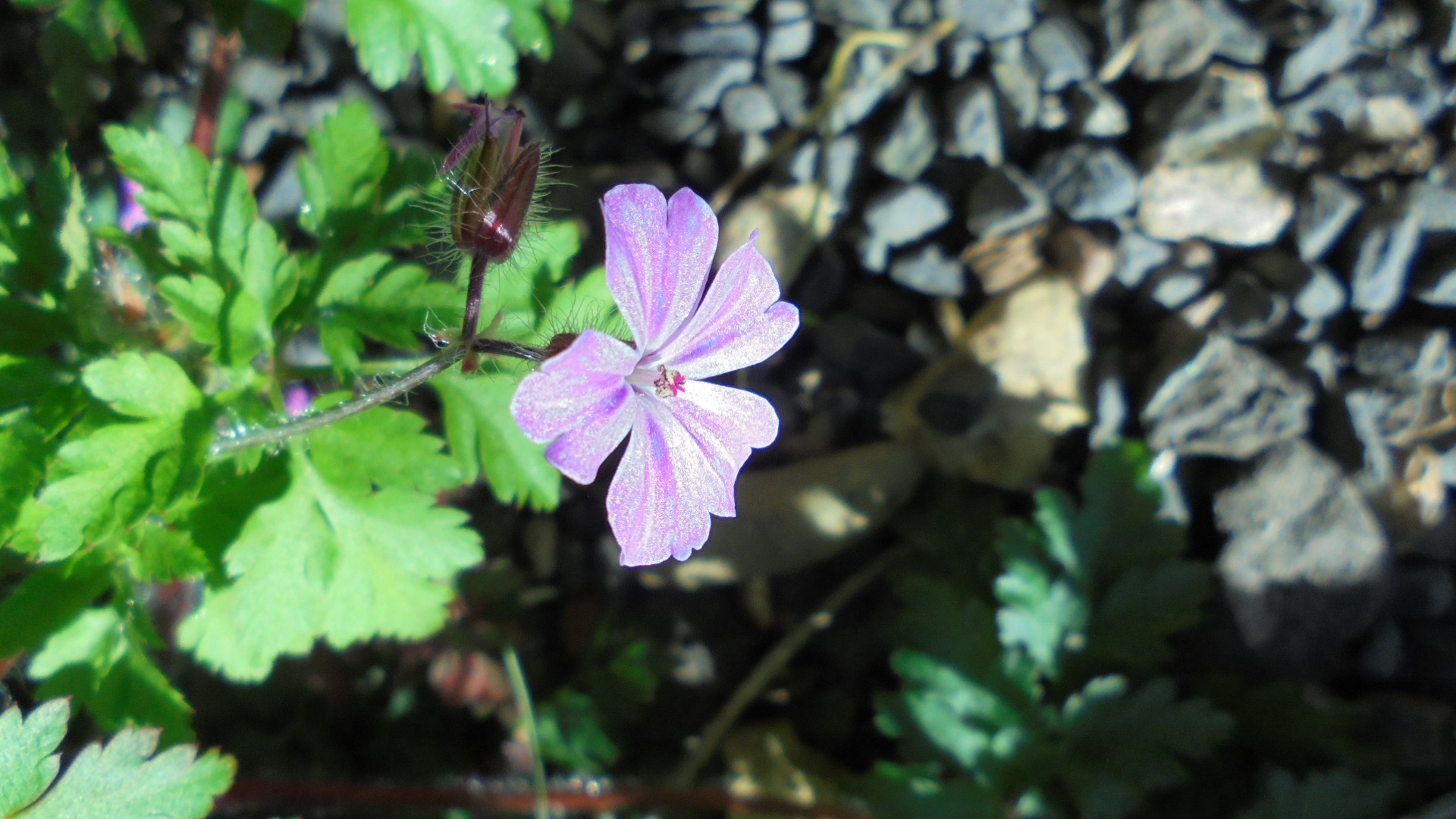 DSC00685.JPG