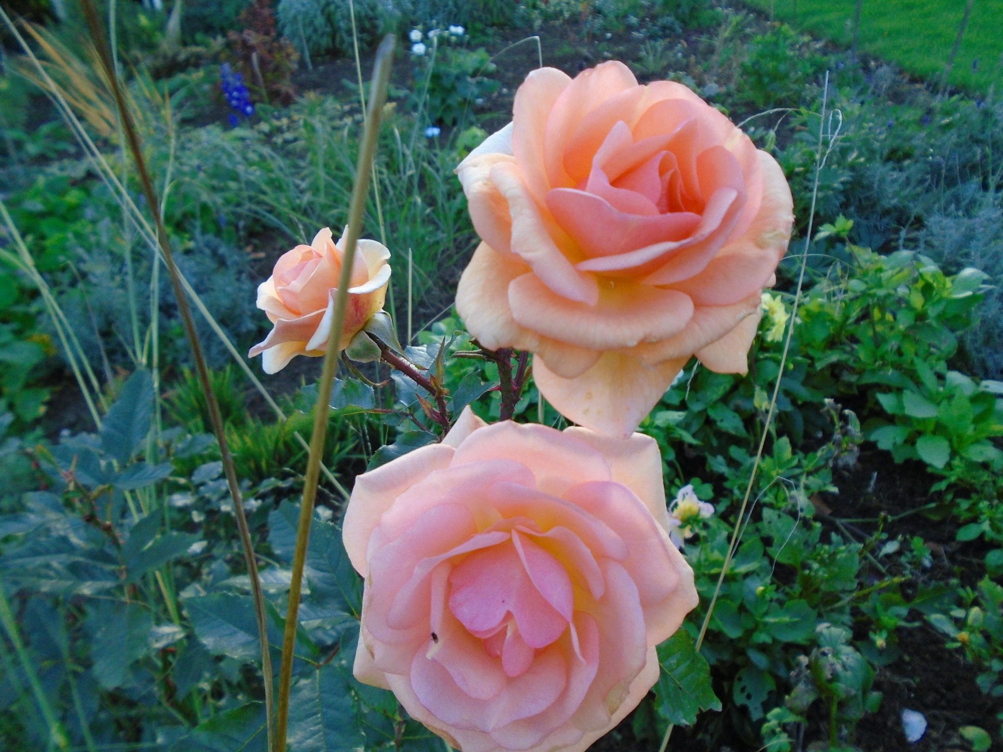 DSC00794.JPG
