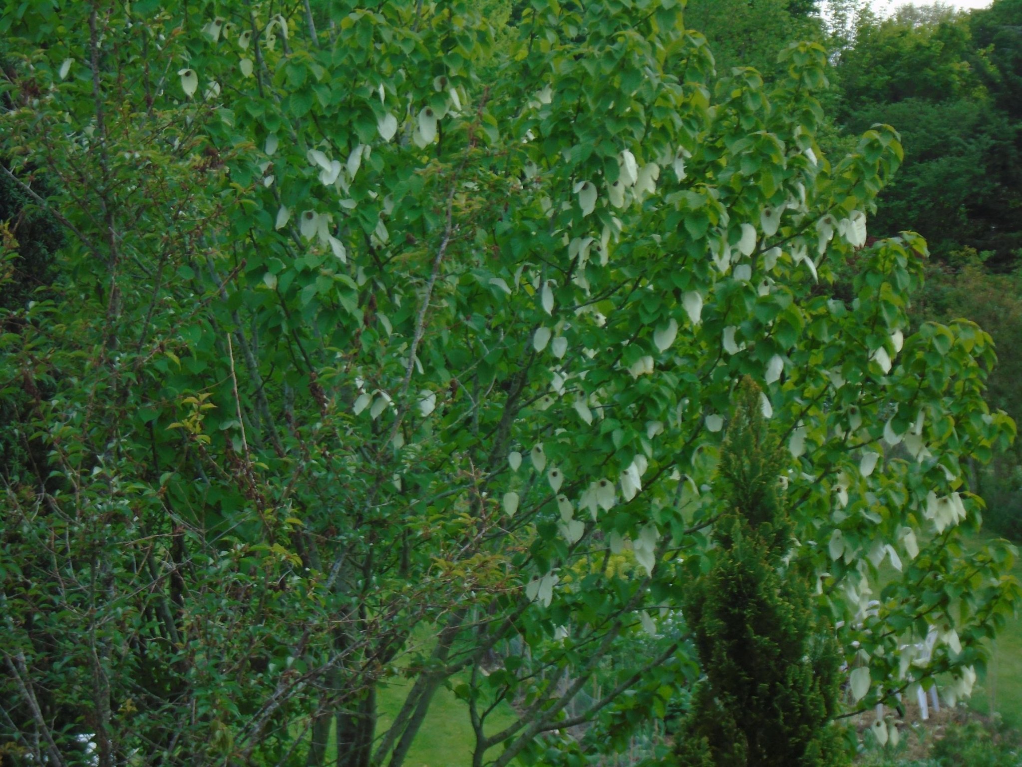 DSC00877 Davidii.JPG