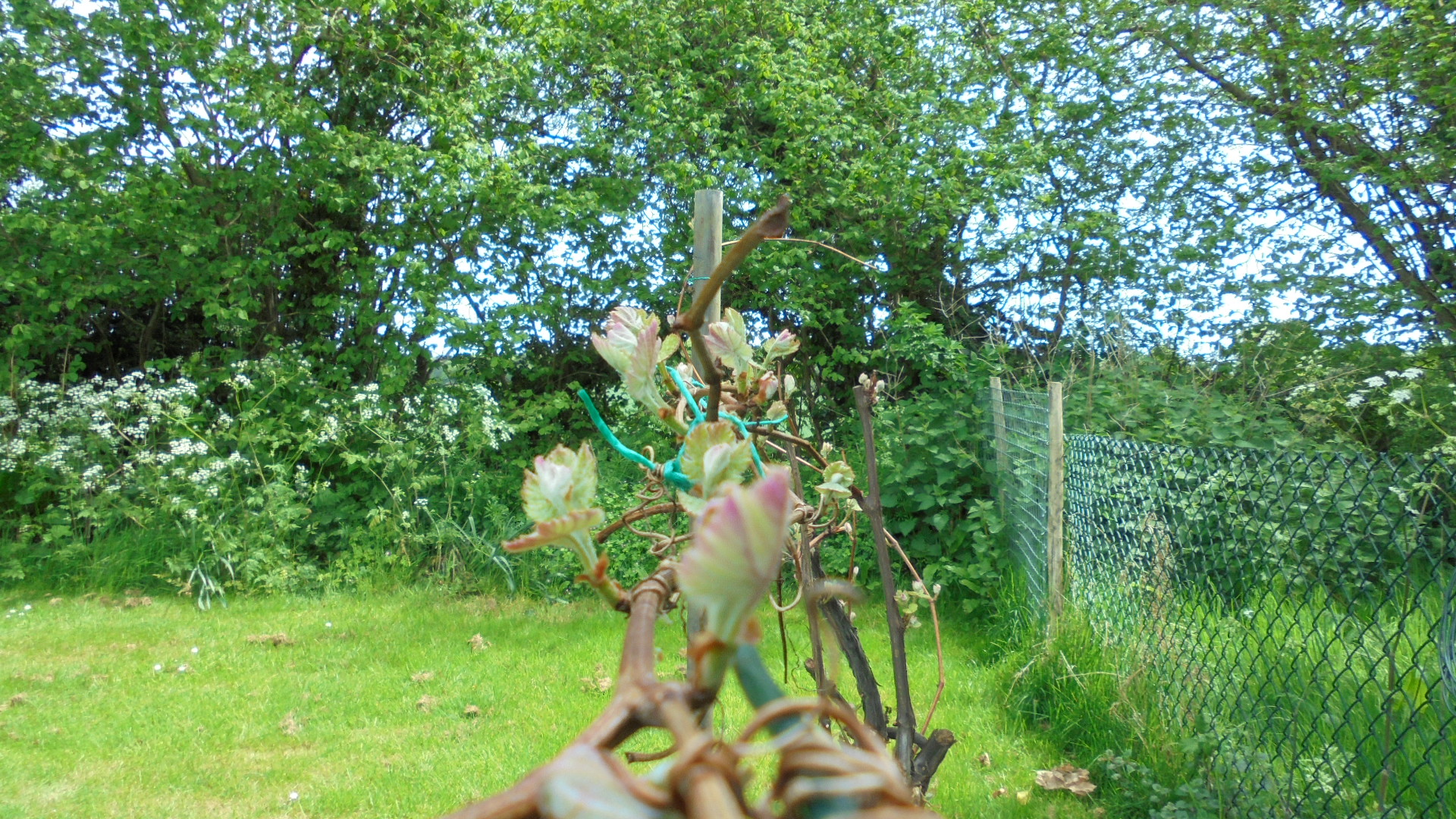 DSC00965.JPG