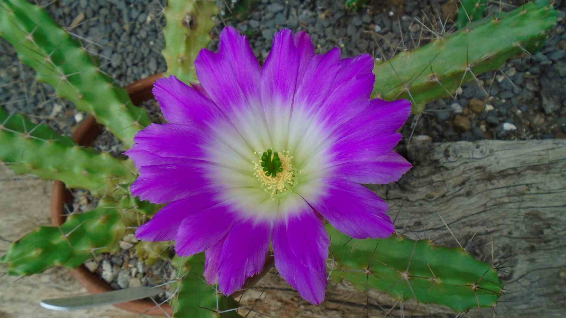 DSC01193.jpg