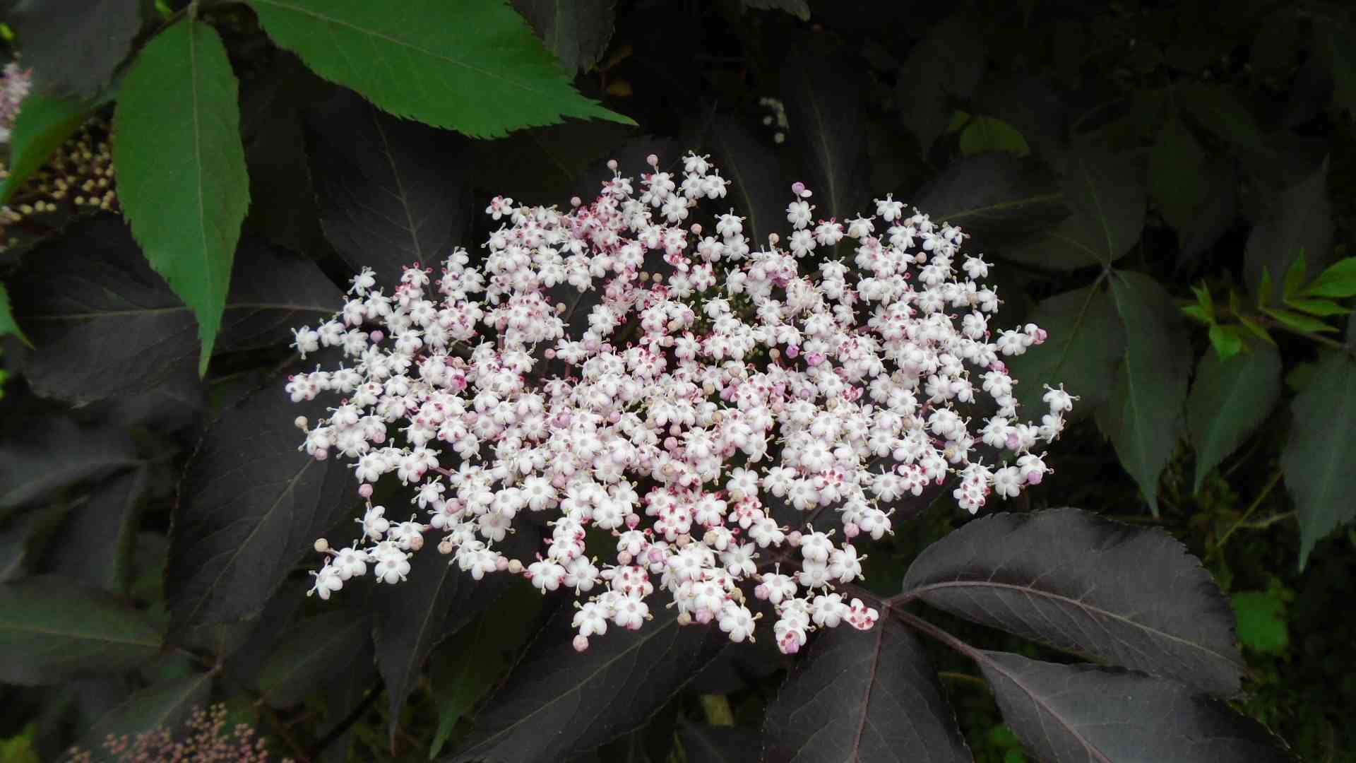 DSC01286.jpg