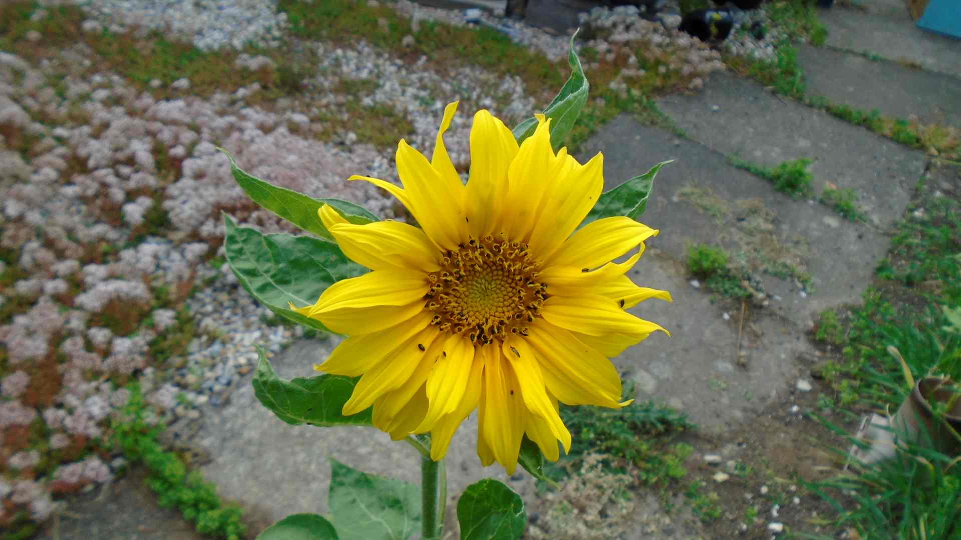 DSC01470.jpg