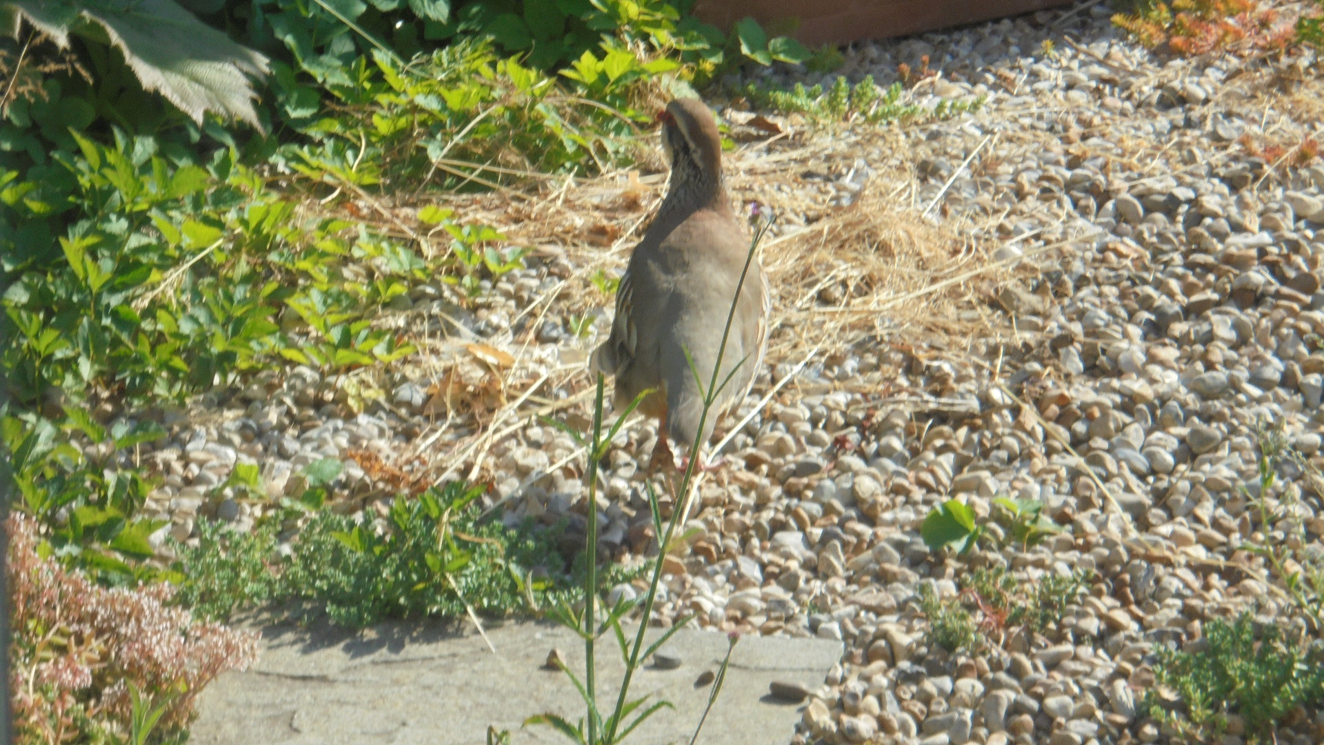 DSC01568.JPG
