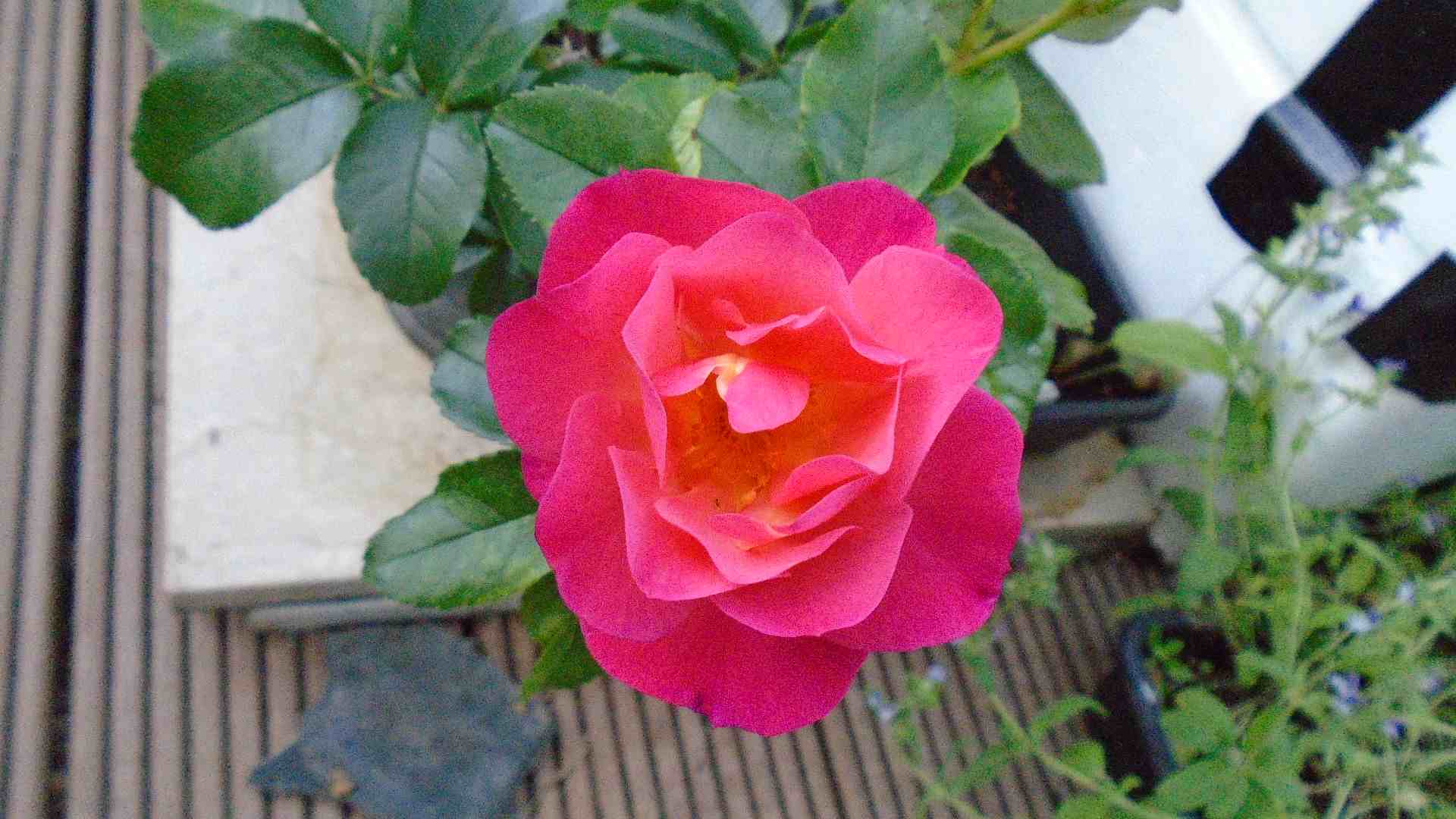 DSC01590.jpg