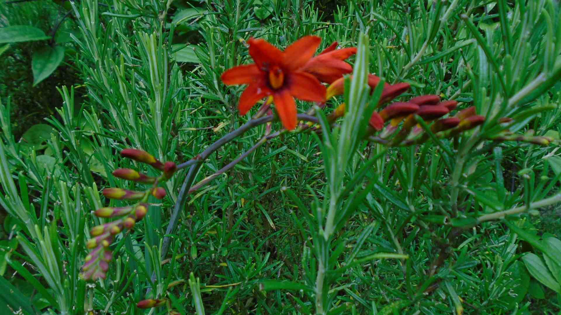 DSC01652.jpg