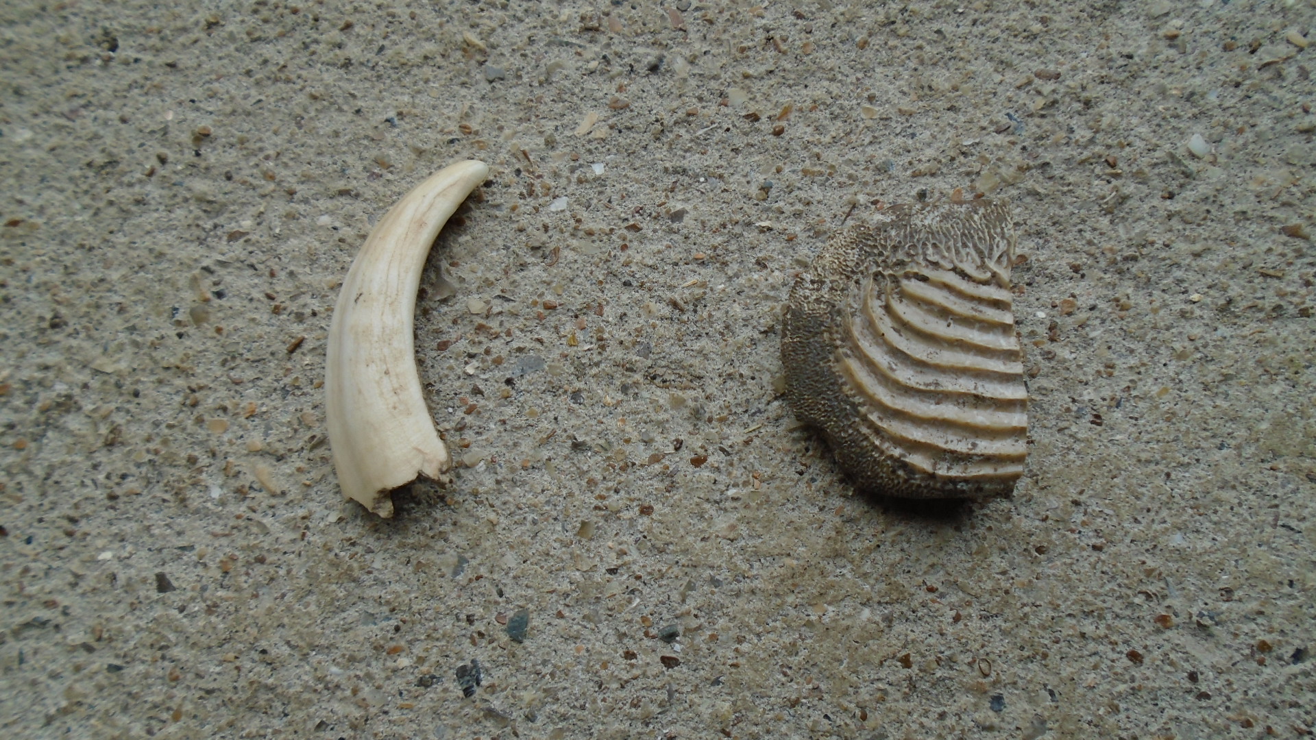 DSC01656.JPG
