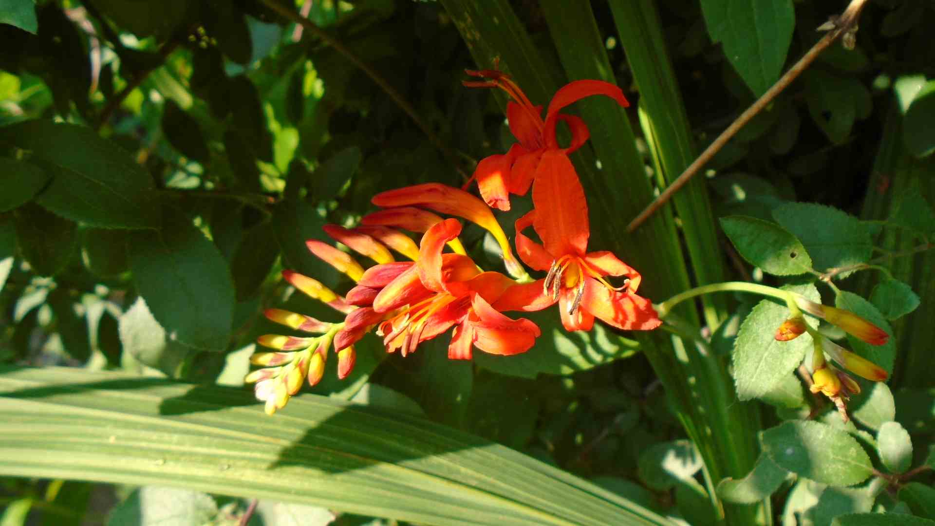DSC01736.jpg