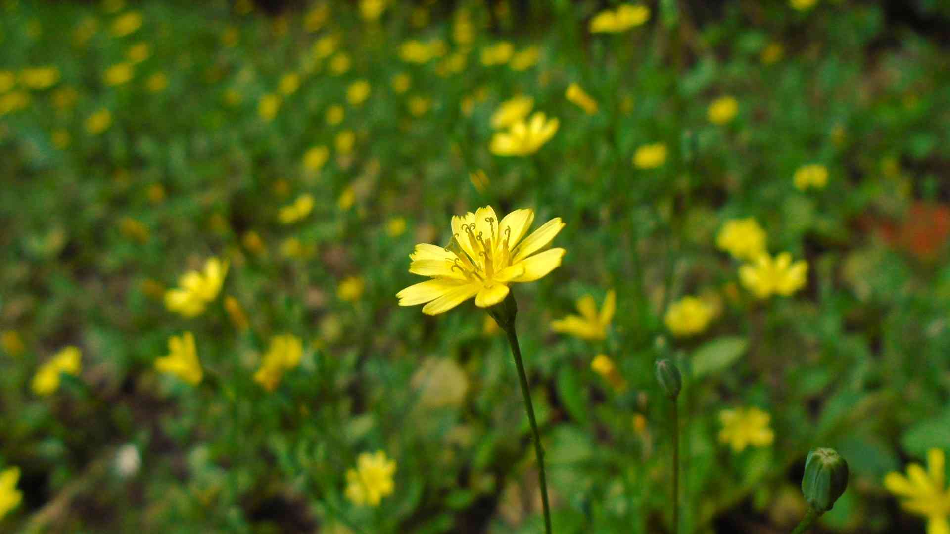 DSC01793.jpg