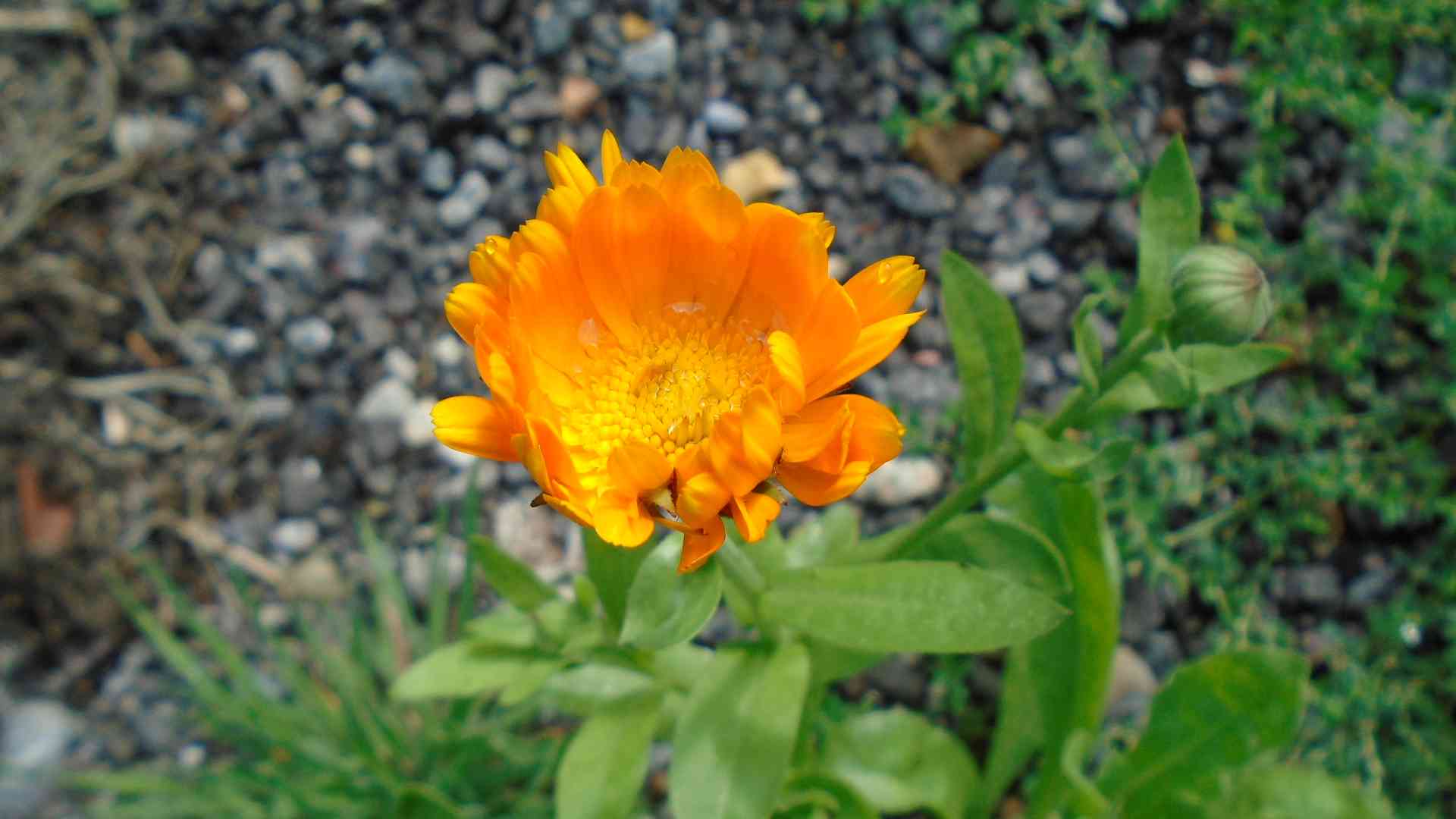 DSC01896.jpg