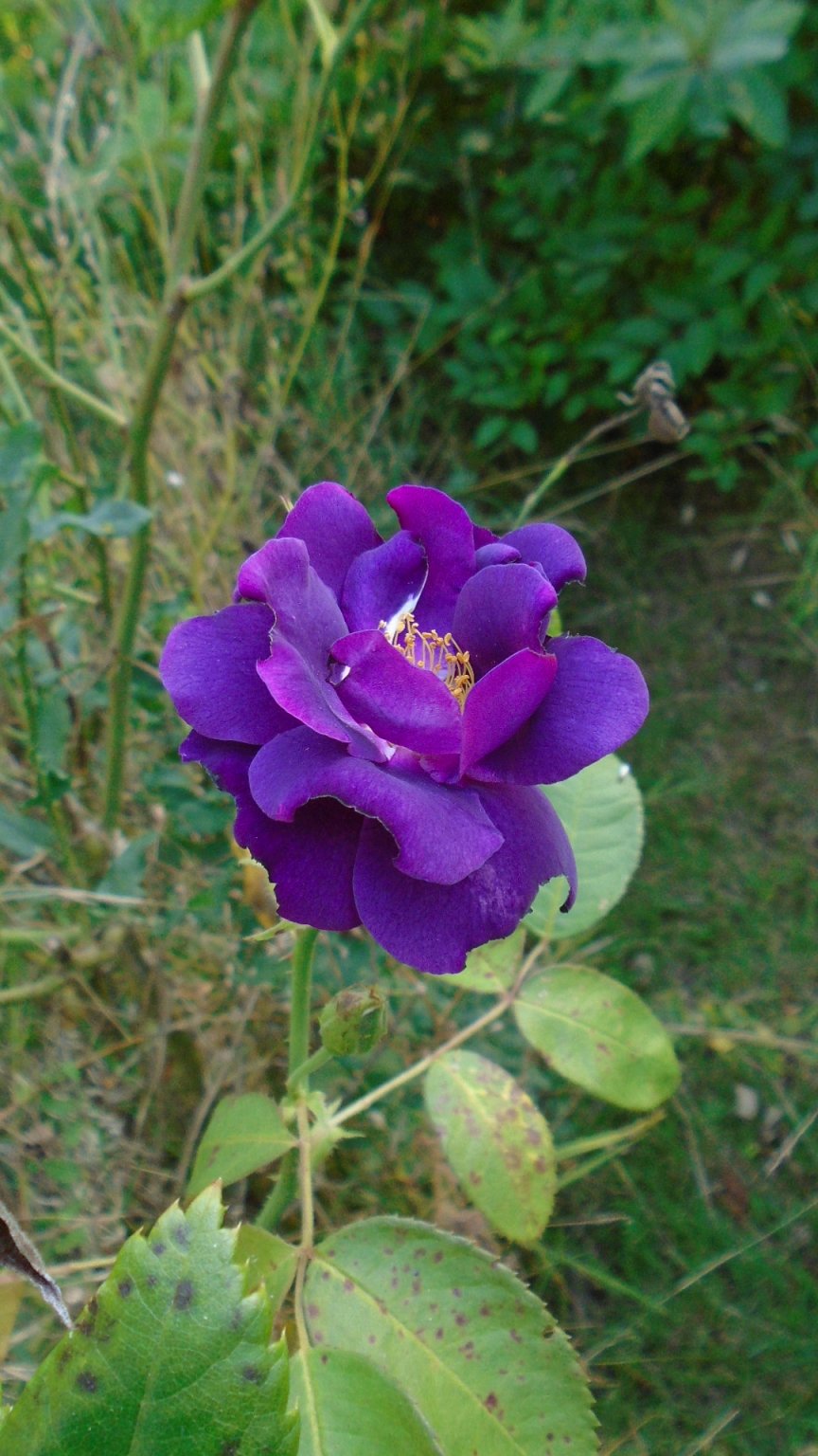 DSC02037.JPG