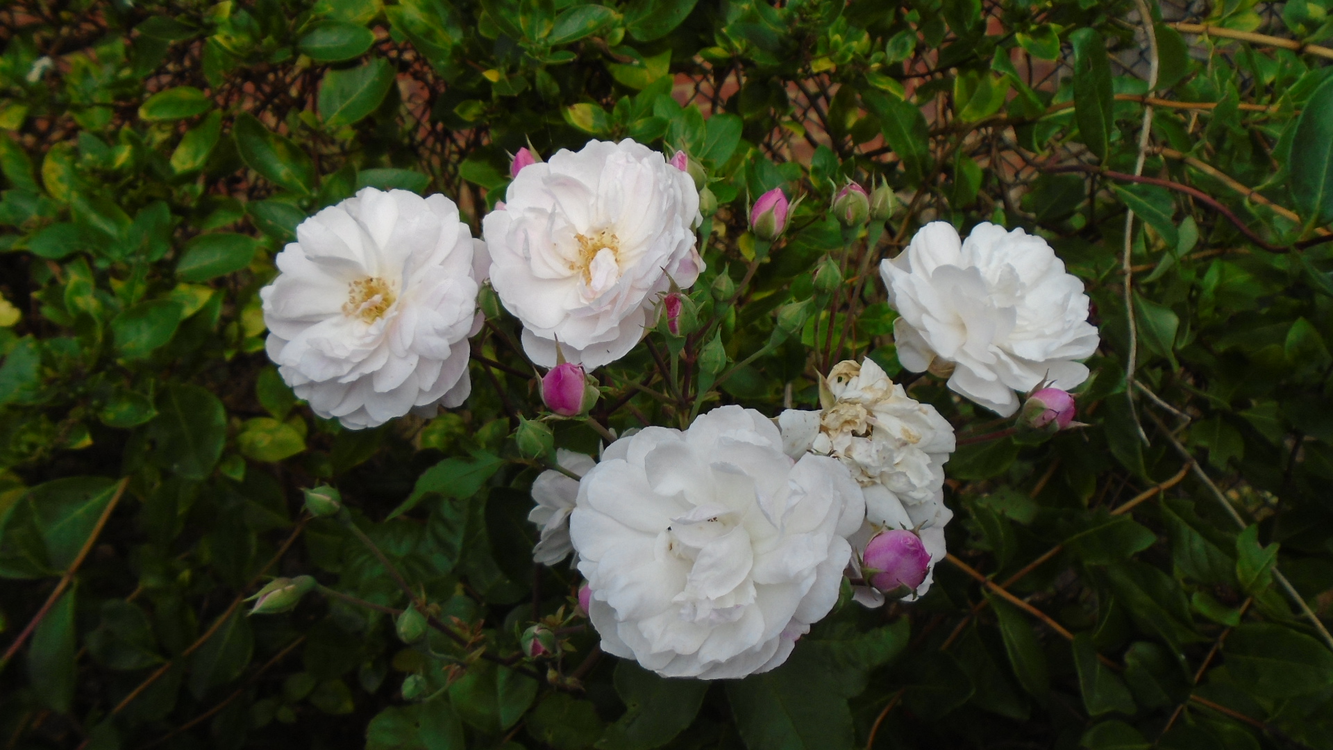 DSC02118.JPG