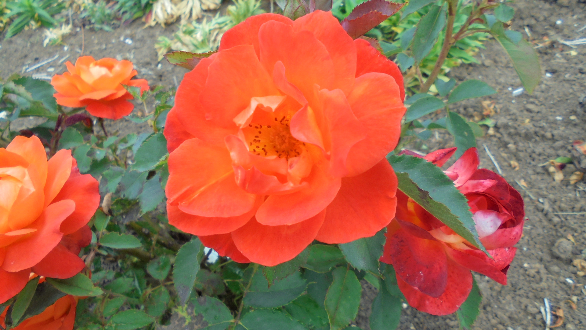 DSC02206.JPG