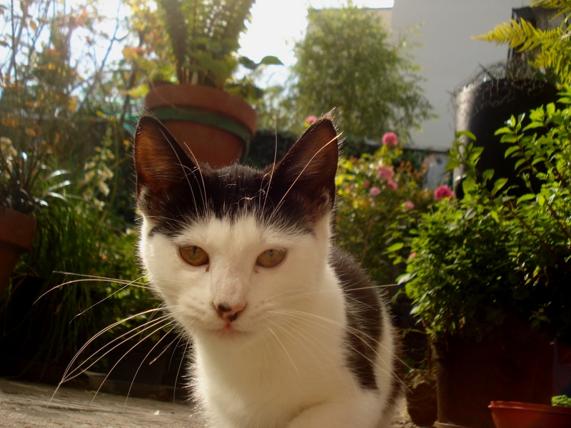DSC02230.JPG