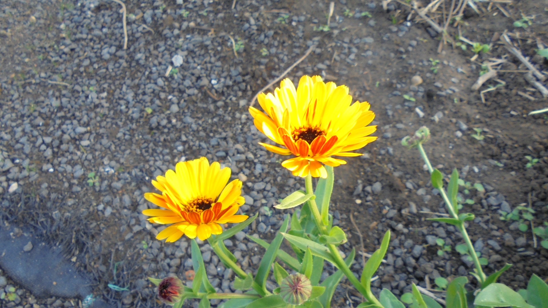 DSC02397.JPG
