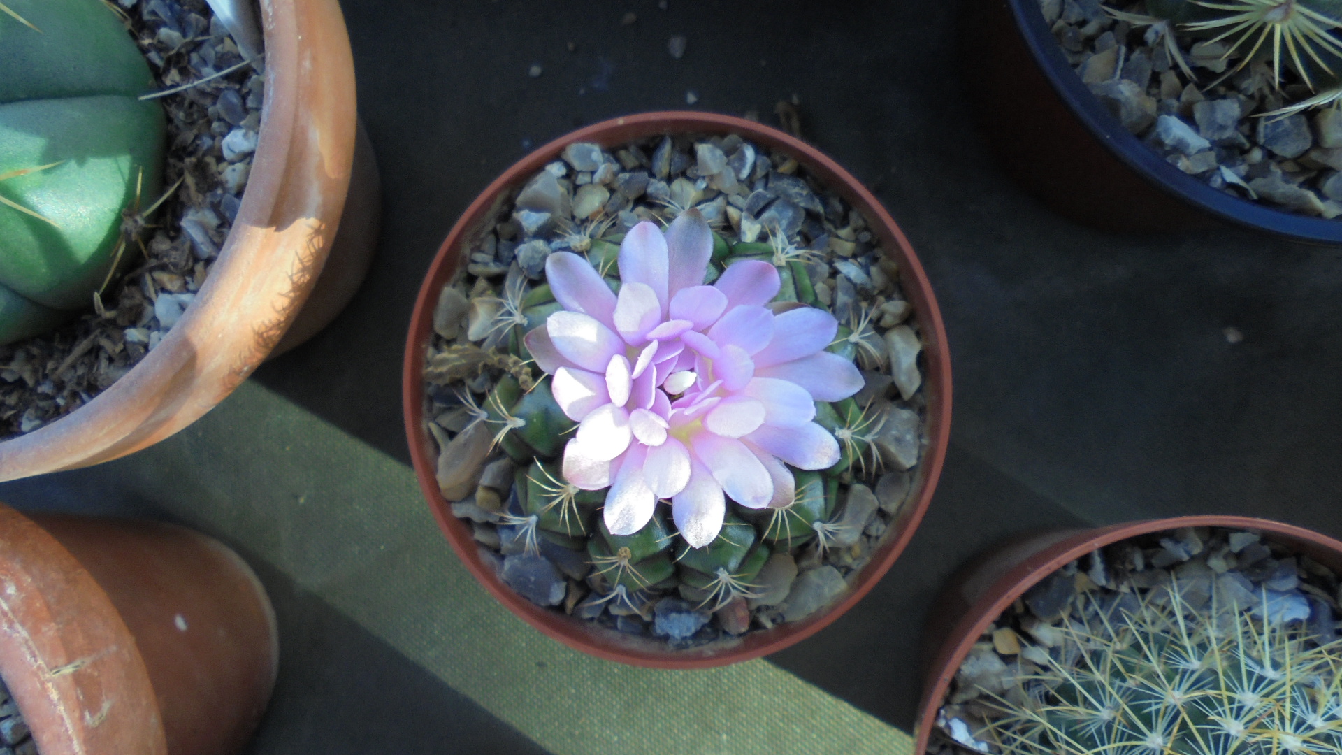 DSC02432.JPG