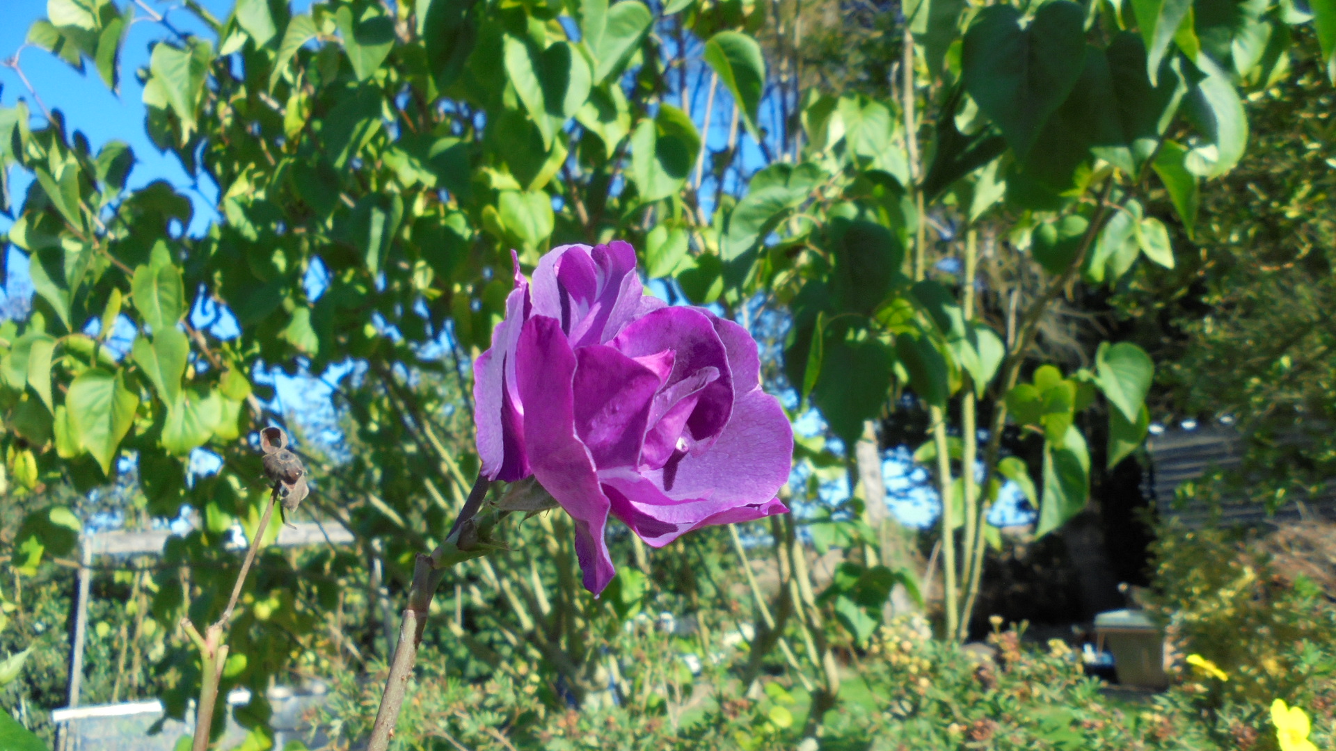DSC02439.JPG