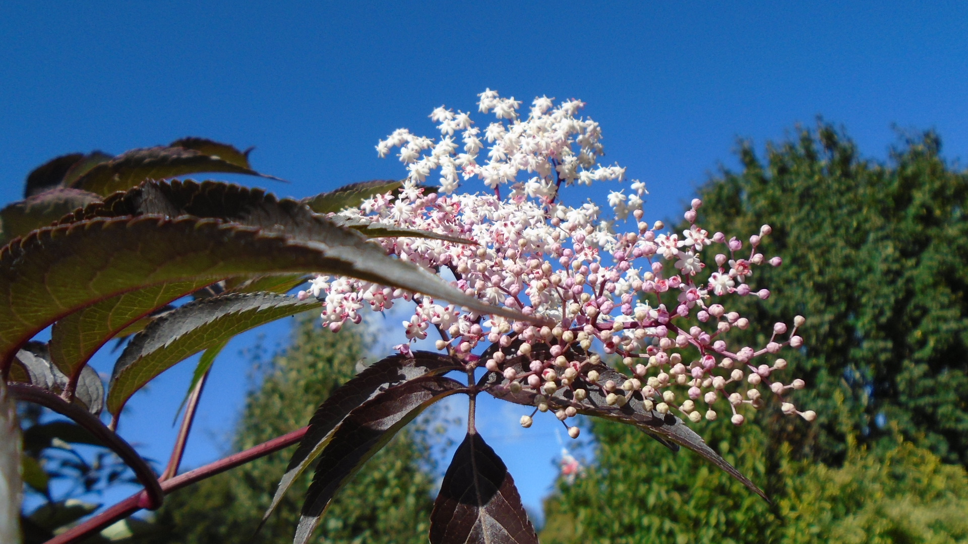DSC02485.JPG