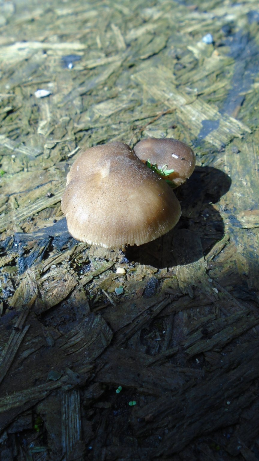 DSC02486.JPG